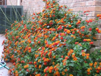 lantana montevidensis