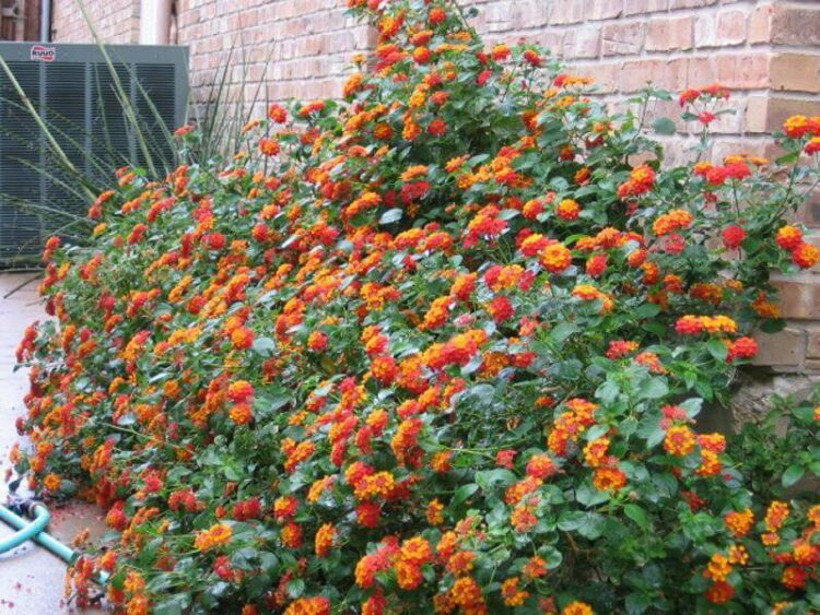  lantana montevidensis