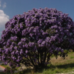 texas mountain laurel drought resistant