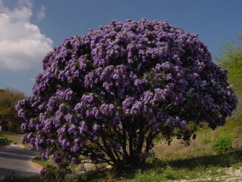 texas mountain laurel