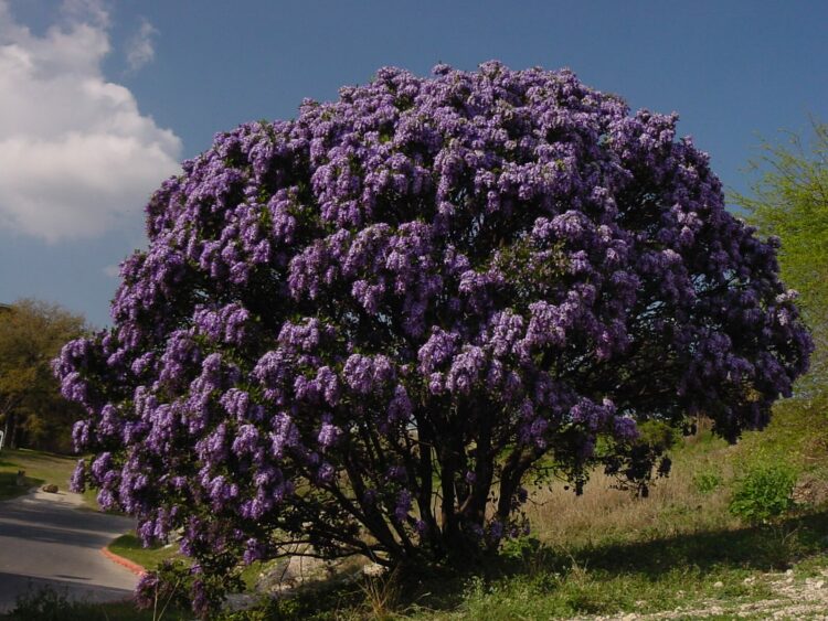 texas mountain laurel best evergreen shrub