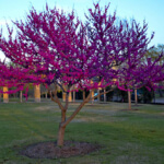 Texas Redbud tree
