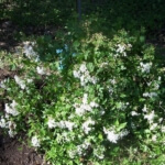 white mistflower drought tolerant