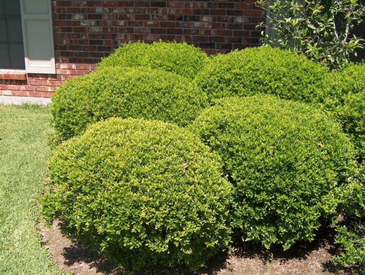 yaupon holly best evergreen shrub