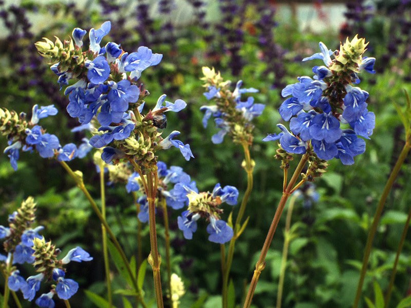 how to care for salvia flowers