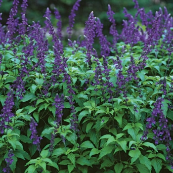 low maintenance plants that come back every year