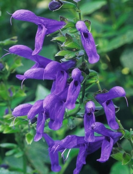 dark purple salvia blossoms