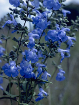 blue salvia