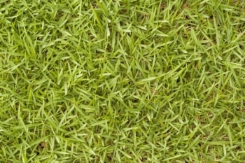 bermuda grass-learn when to plant it