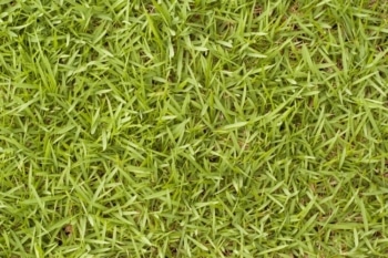 bermuda grass