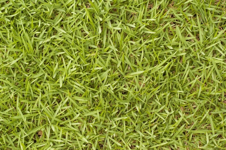 bermuda grass-learn when to plant it