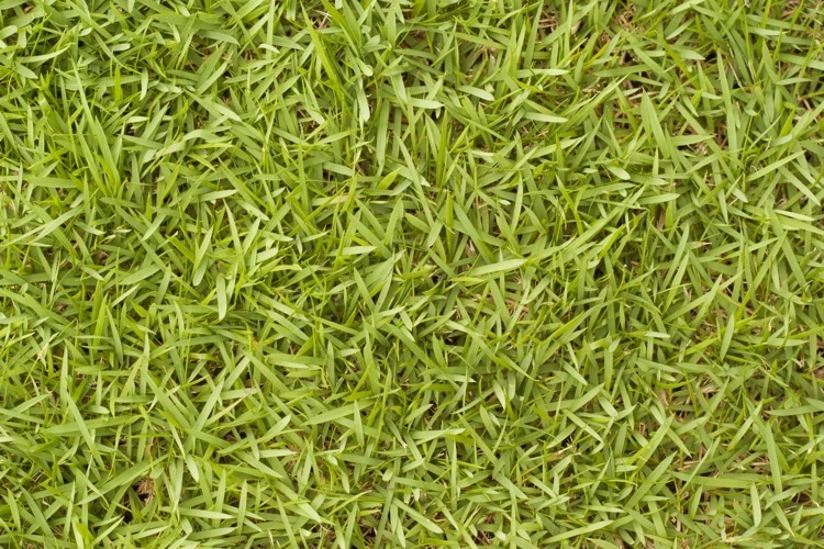 bermuda grass