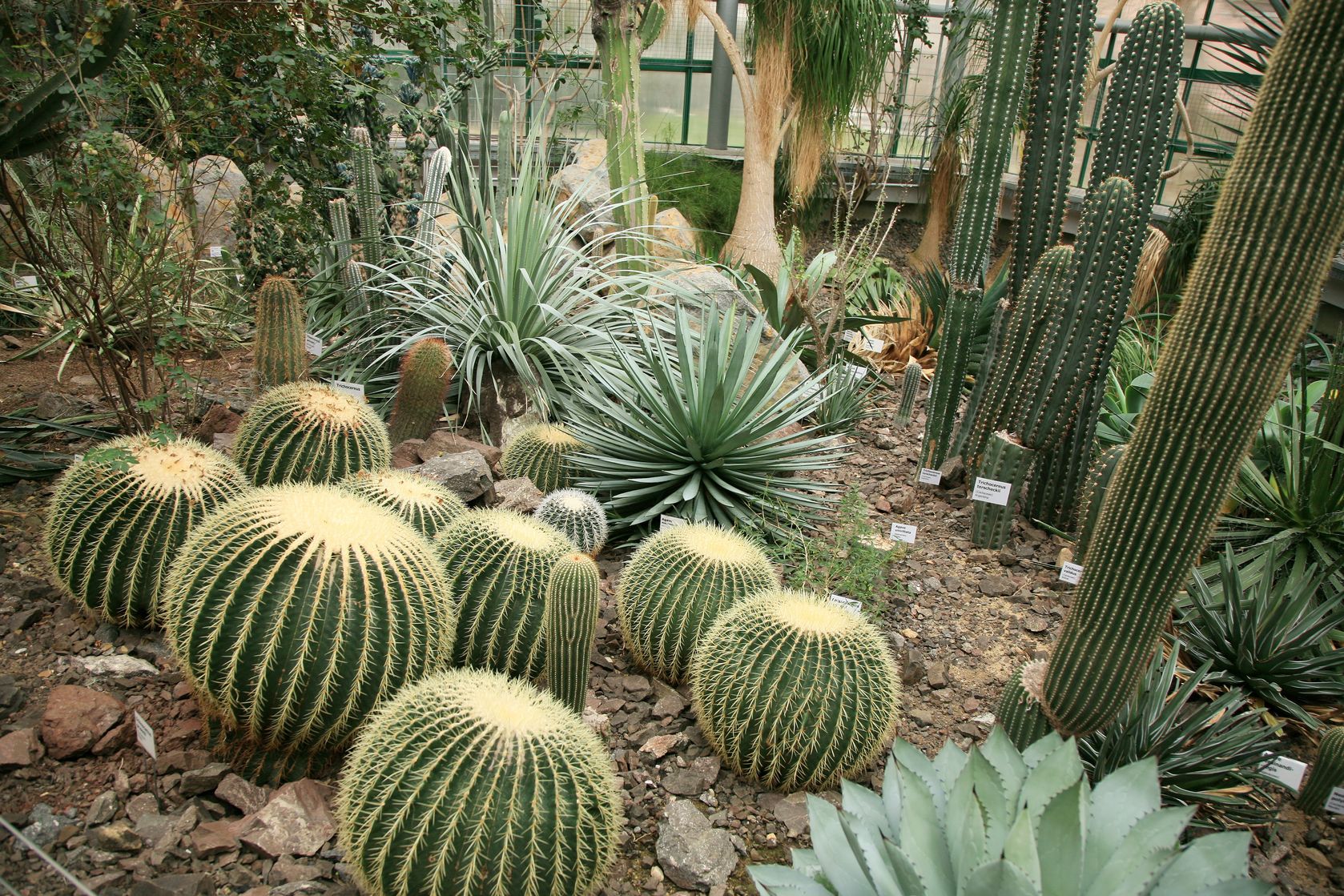 desert landscape plants like cactus