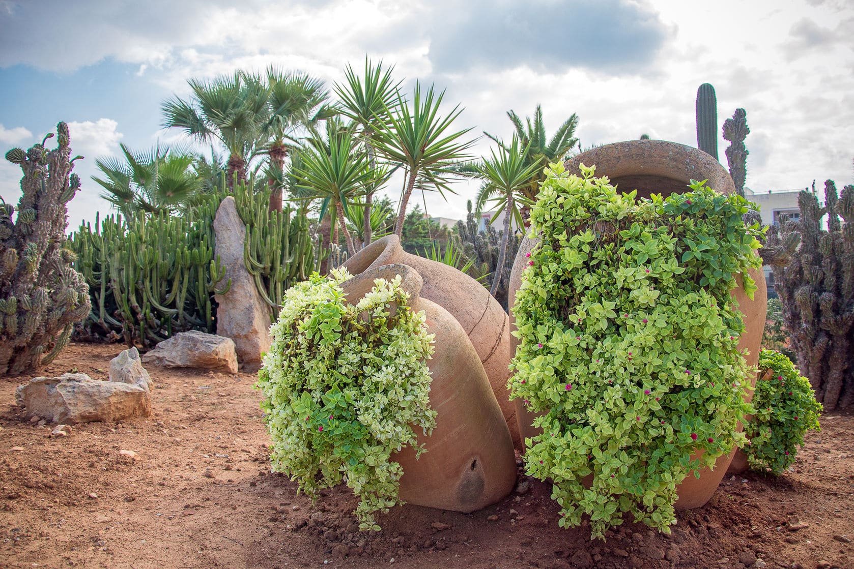 desert landscaping ideas with plants in pot