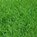 Zoysia Grass