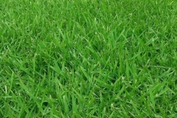 Empire Zoysia Grass