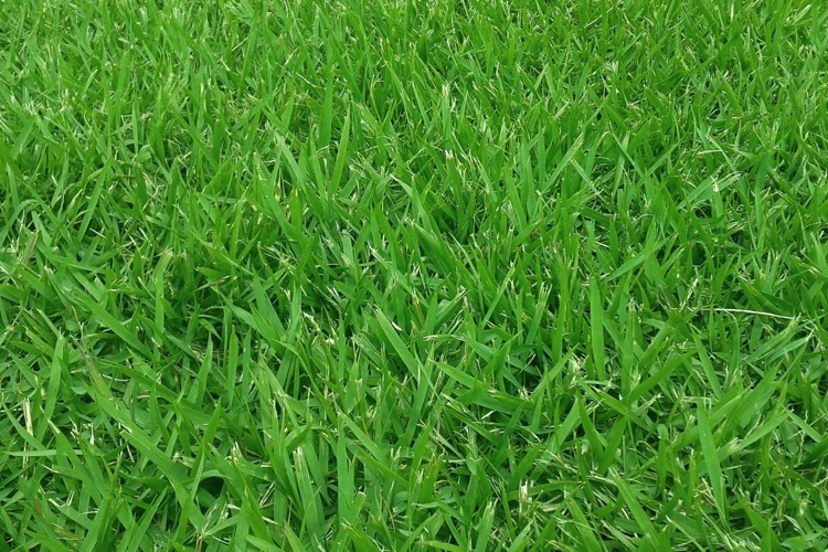 Types of Zoysia Grass