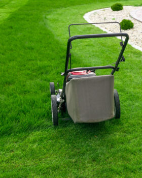 revive dead grass