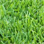 spring lawn fertilizer