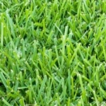 identify your grass type