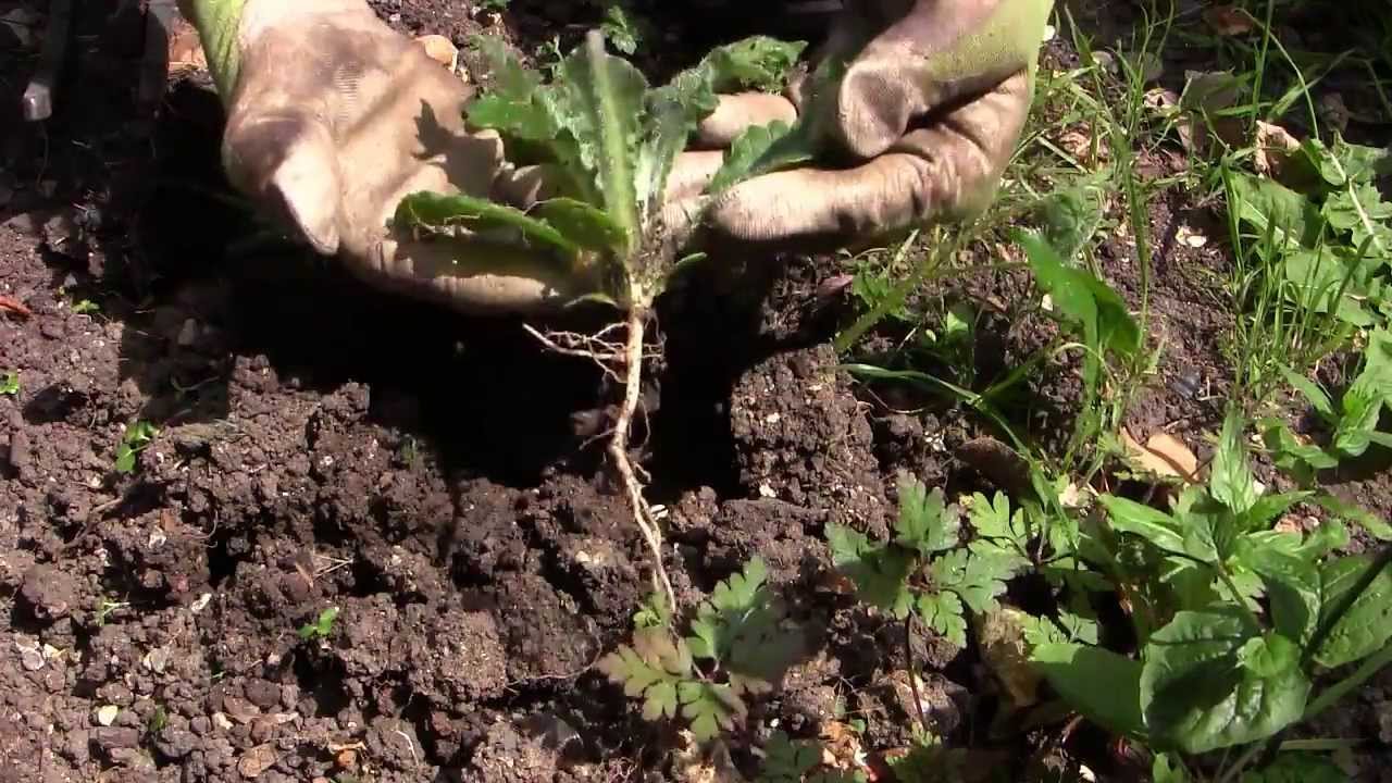 Pulling Whole Root