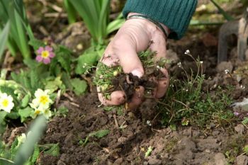 how to get rid of grassy weeds