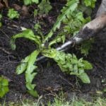 lawn weeds identification guide-dandelion