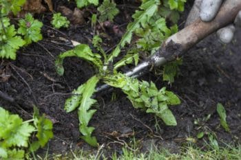 dandelion being pulled from soil with a gardening tool