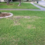 large patch lawn disease