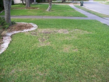 large patch lawn disease