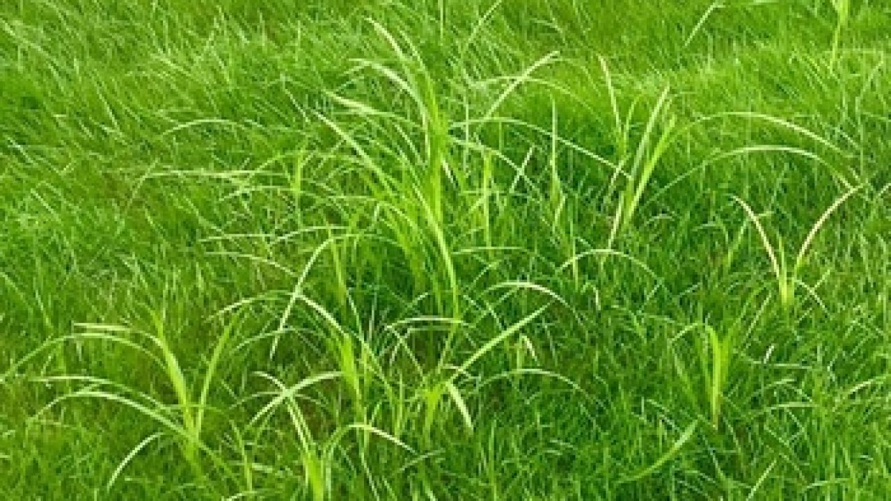 Image of Nut grass in a flower bed