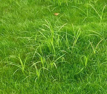 Nutsedge