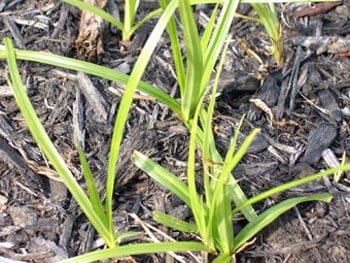 how to get rid of grassy weeds- Nutsedge-sprouting