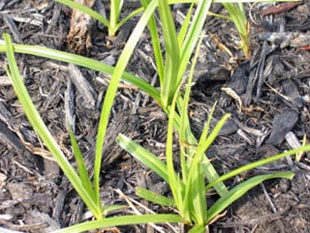 Nutsedge-sprouting