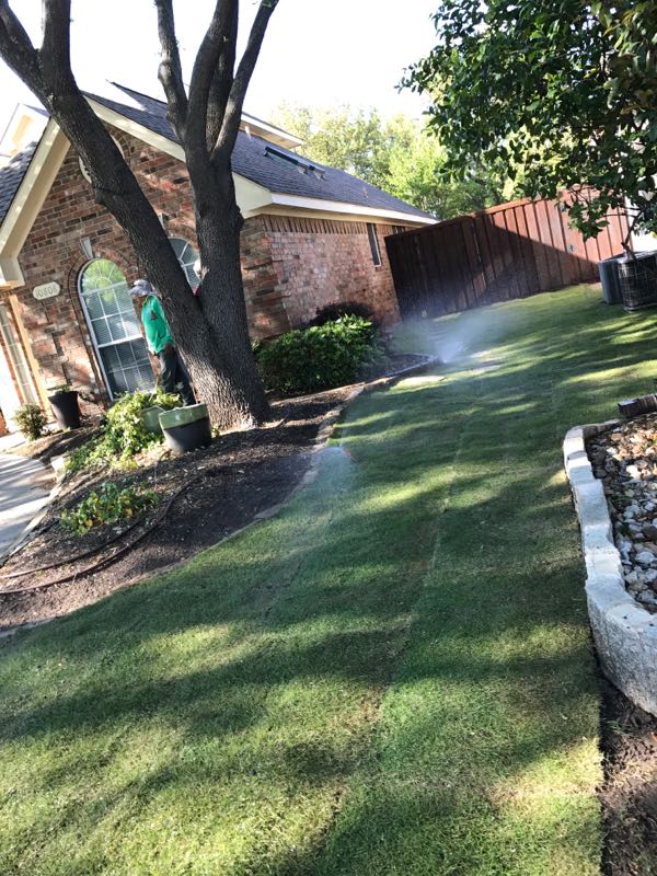 emerald zoysia sod installation