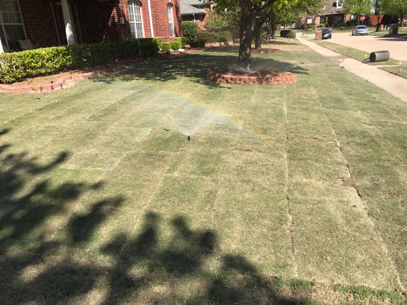 zoysia sod install