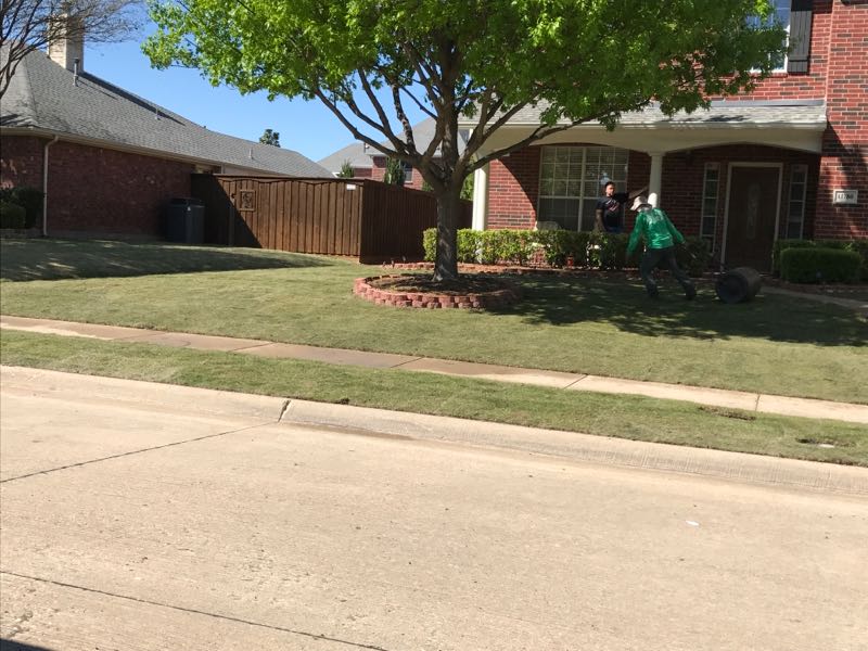 sod install zoysia grass