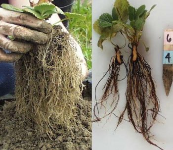 root rot