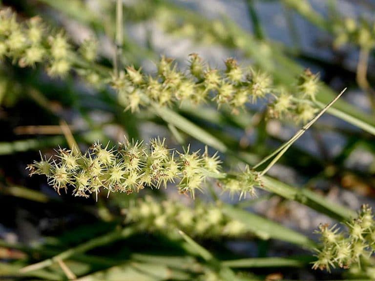 Get Rid of Grassburrs & Grass Stickers in Your Yard in 2023