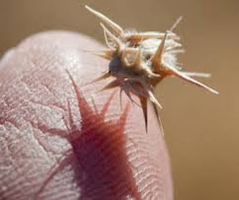 burrs close up
