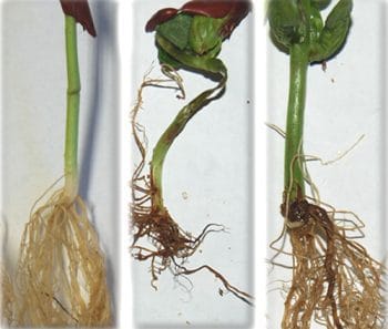 root rot comparison