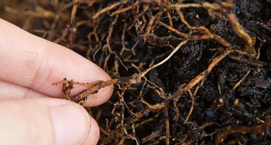 root rot disease