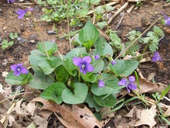 violet weeds