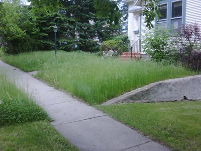 overgrown lawn