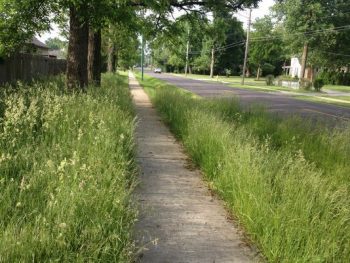 weeds overgrown