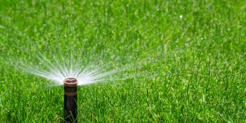 new sod water sprinkler lawn green grass