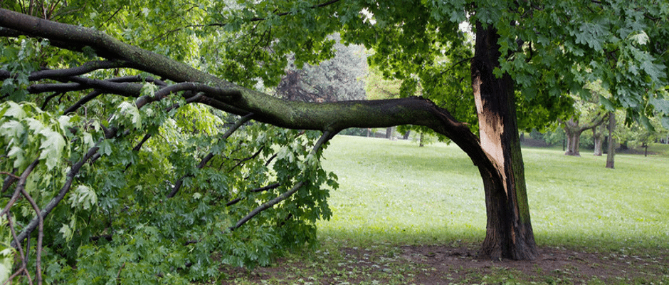 Split Tree