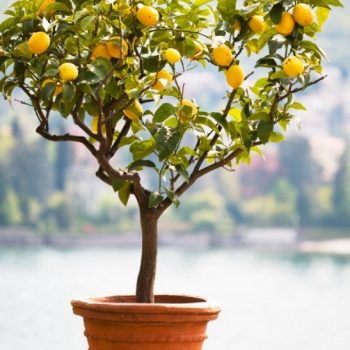 lemon tree