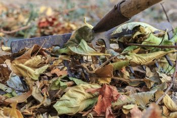 Leaf Clean Up In The Fall