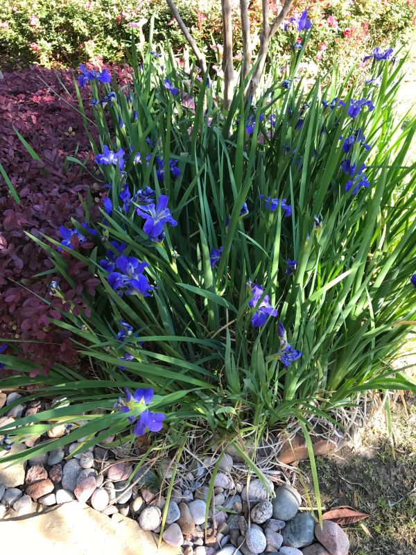 ornamental grass